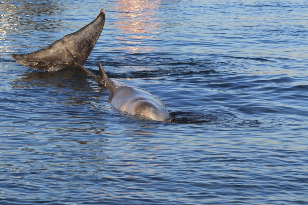 «Εκπληξη» στα αποτελέσματα νεκροψίας της φάλαινας