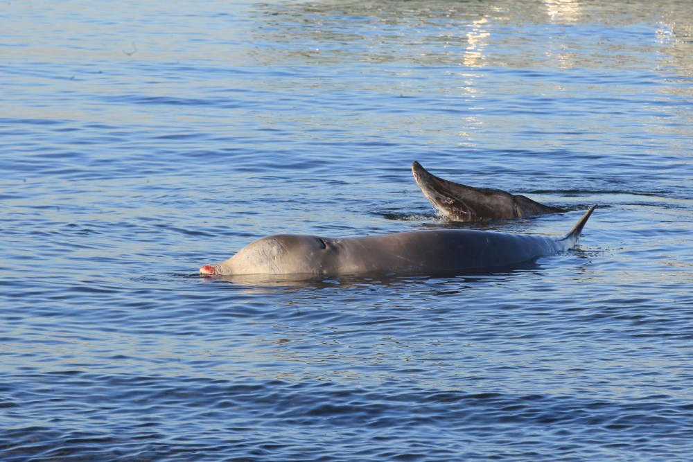 Δεν τα κατάφερε: Νεκρή βρέθηκε η νεαρή φάλαινα στη Σαλαμίνα