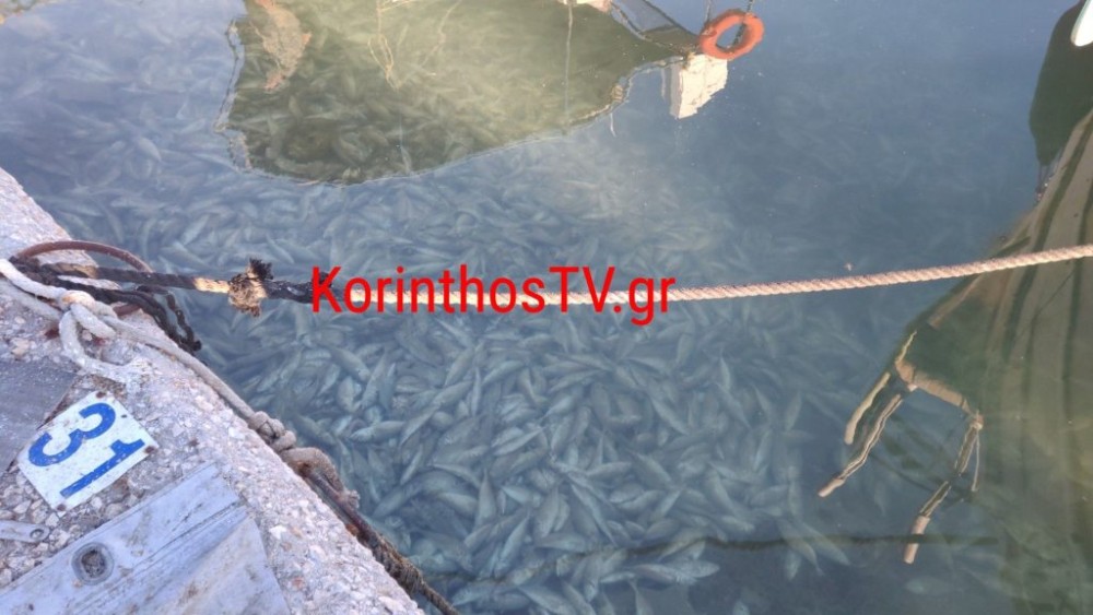Γέμισε νεκρά ψάρια το λιμάνι της Κορίνθου (vid)