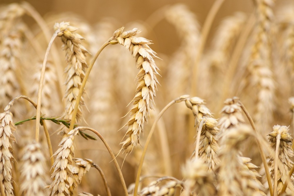 Η Ουκρανία απαγόρευσε τις εξαγωγές δημητριακών, ζάχαρης, αλατιού και κρέατος