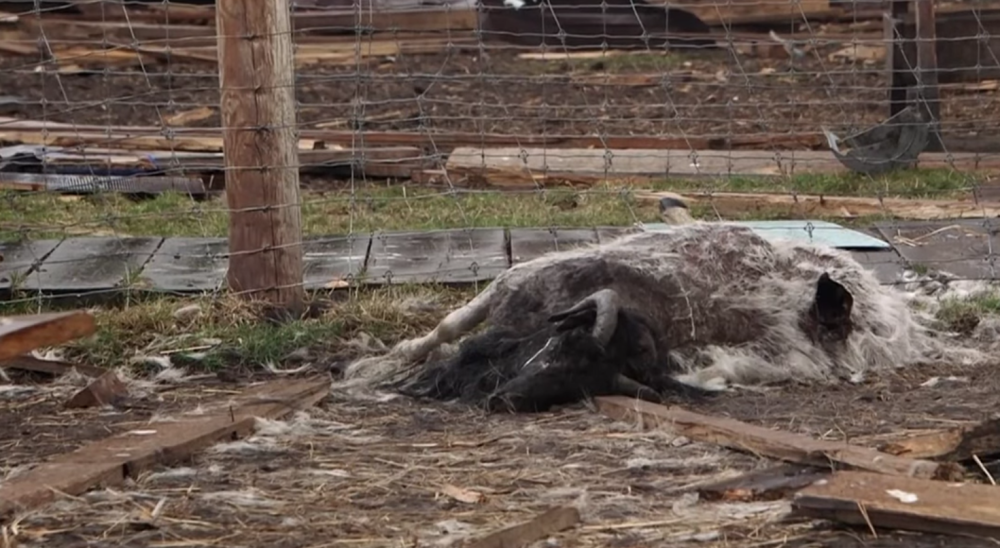 Εισβολή στην Ουκρανία: Φρίκη σε ζωολογικό κήπο