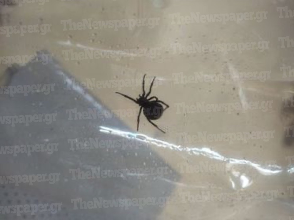 Αράχνη «μαύρη χήρα» τσίμπησε 4χρονο στο Πήλιο – Μεταφέρθηκε εκτάκτως στην Αθήνα