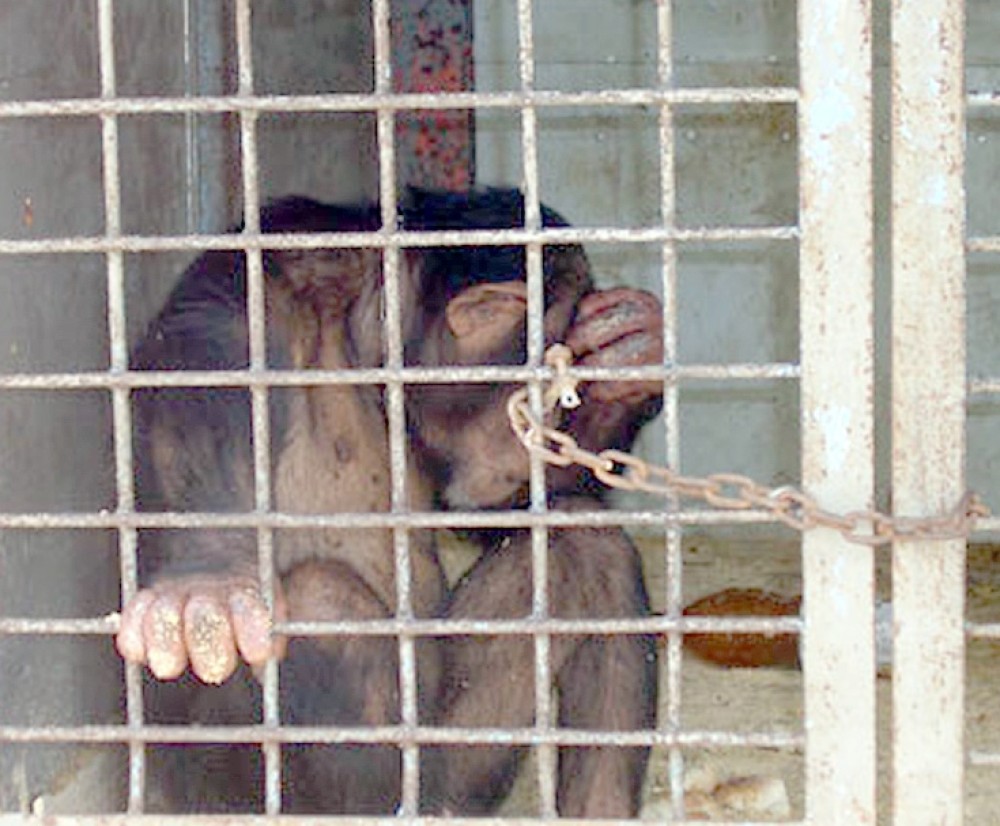 Συγκέντρωση διαμαρτυρίας και παρέμβαση Αμυρά για τη θανάτωση του χιμπατζή (Βίντεο)