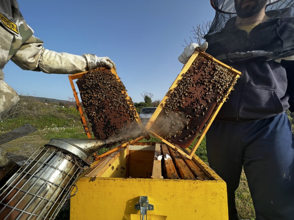 Αυξημένη παραγωγή μελιού περιμένουν φέτος οι μελισσοκόμοι