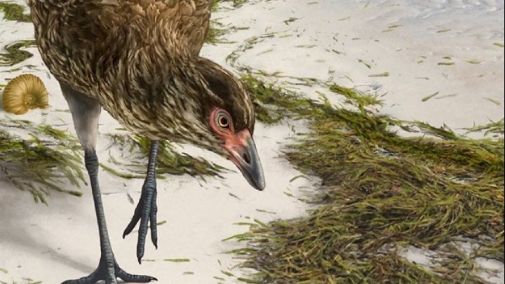 «Αστεριόρνις»: Ανακαλύφθηκε το αρχαιότερο απολίθωμα πουλιού