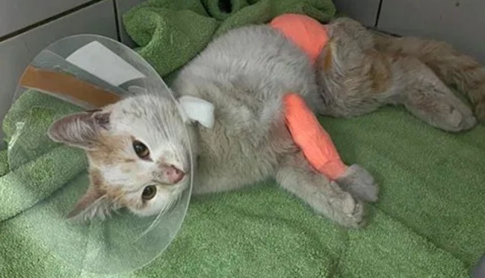 Φρίκη στο Βόλο: Έδεσαν γάτα με σύρμα και την έκοψαν στα δύο