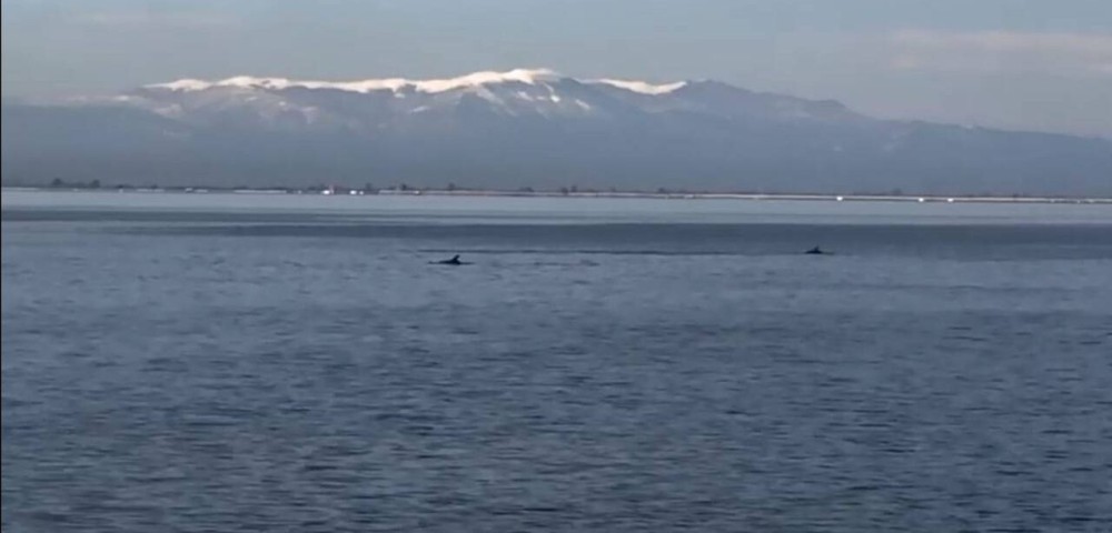 Θεσσαλονίκη: Έκλεισε η παραλία, βγήκαν τα δελφίνια (vid)