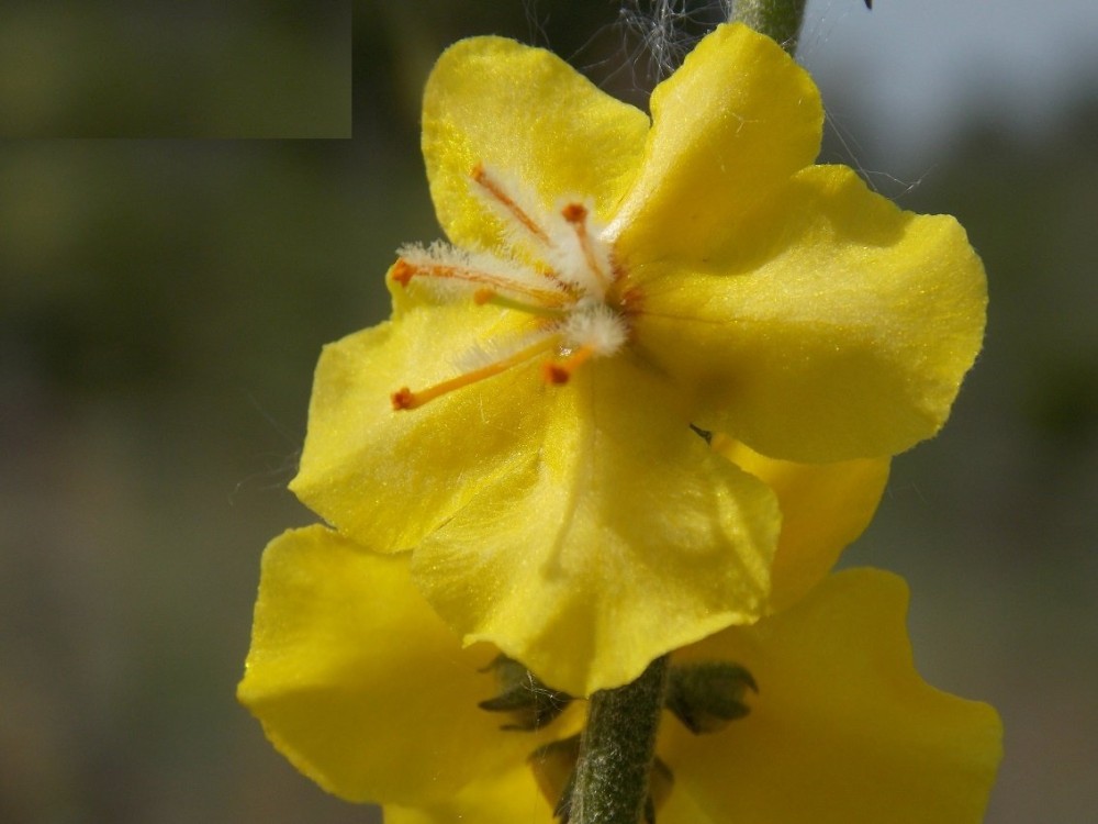 Μοναδικό στον κόσμο κίτρινο λουλούδι φυτρώνει στη λίμνη Δοϊράνης