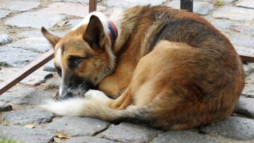 Σκότωσαν 12 σκυλιά στην Καβάλα