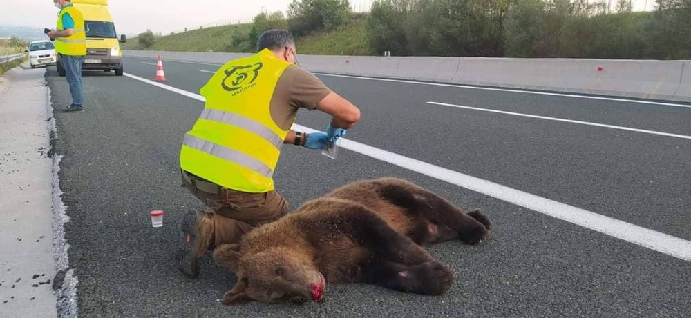 Φλώρινα- Τέσσερις αρκούδες νεκρές μέσα σε ένα μήνα από πυροβολισμούς