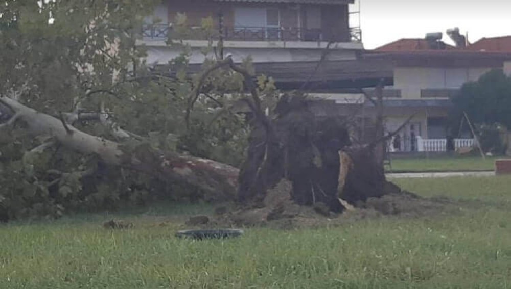 Σέρρες- Δέντρο ξεριζώθηκε από την κακοκαιρία και σκότωσε άντρα στην αυλή του σπιτιού του