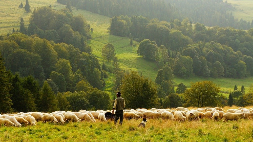Οι Ελβετοί ψηφίζουν την Κυριακή για να κλείσουν τα εργοστάσια κτηνοτροφίας&#33;