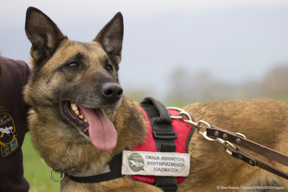 Ο Κούκι, ο πρώτος σκύλος ανιχνευτής δηλητηριασμένων δολωμάτων βγήκε στη «σύνταξη»