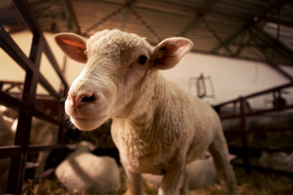 Ενίσχυση των κτηνοτρόφων με 89 εκατ. ευρώ για την αγορά ζωοτροφών