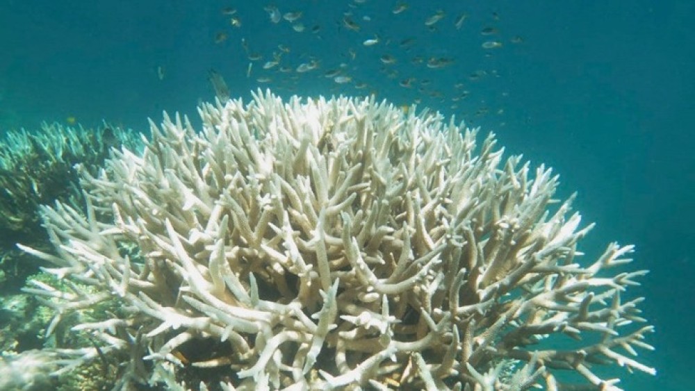 Σε κίνδυνο ο &#8220;Μεγάλος κοραλλιογενής ύφαλος&#8221; στην Αυστραλία, επιστήμονες ζητούν από την UNESCO να προστατευθεί άμεσα