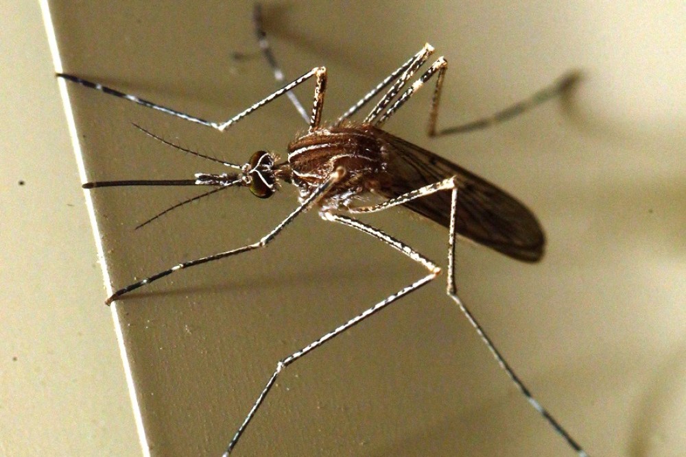ΠΟΥ: Το 2021 μειώθηκαν οι θάνατοι από ελονοσία, πρέπει να ενταθούν οι προσπάθειες για εξάλειψη της ασθένειας