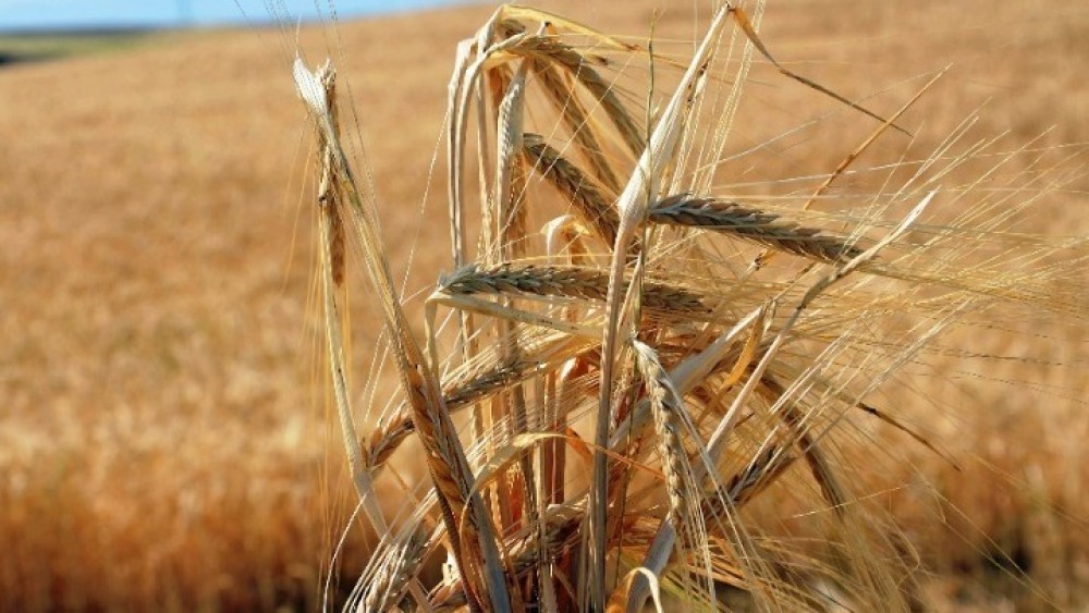 Ουκρανία: Η Ρωσία έκλεψε 5,8 εκατ. τόνους ουκρανικών σιτηρών σύμφωνα με τη NASA