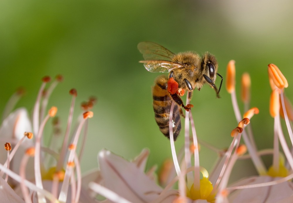 &#8220;Καμπανάκι&#8221; για τη γεωργική παραγωγή η μείωση μελισσών και άλλων επικονιαστών-Δράση αναλαμβάνει η ΕΕ