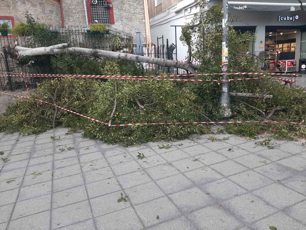Οι ισχυροί άνεμοι έριξαν δέντρα στη Θεσσαλονίκη