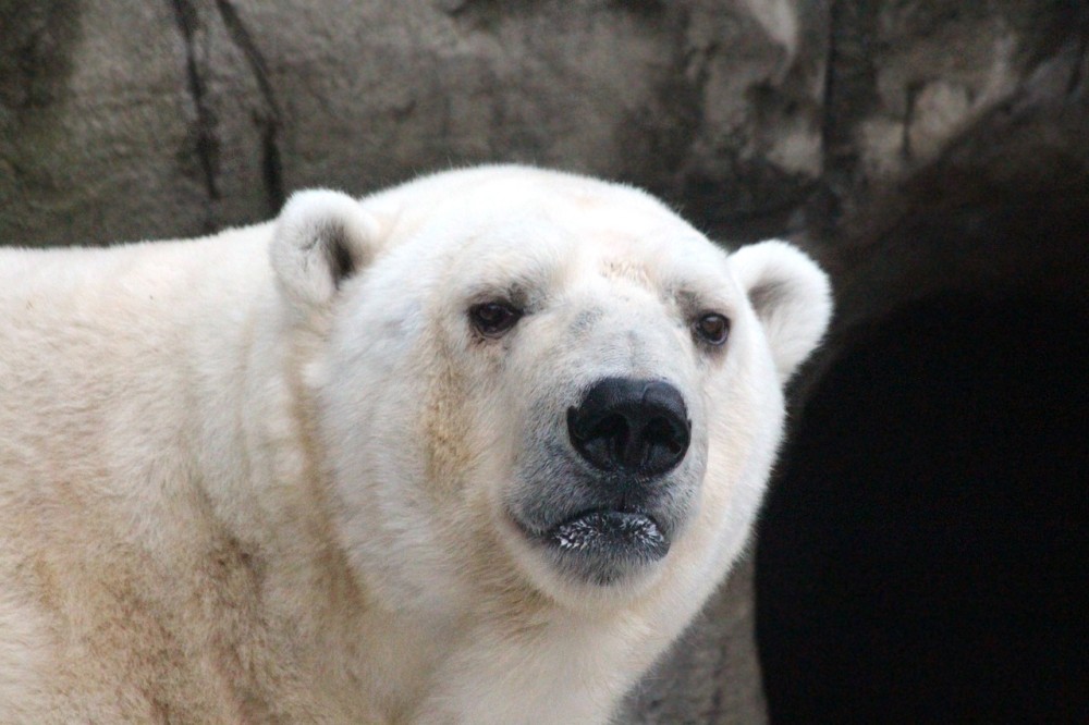 Πολική αρκούδα επιτέθηκε και σκότωσε μια γυναίκα και ένα αγόρι στην Αλάσκα
