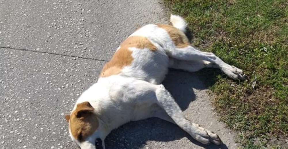 Αγιόκαμπος Λάρισας: Κτηνωδία δίχως τέλος &#8211; Συνεχίζουν να δολοφονούν σκυλιά με φόλες