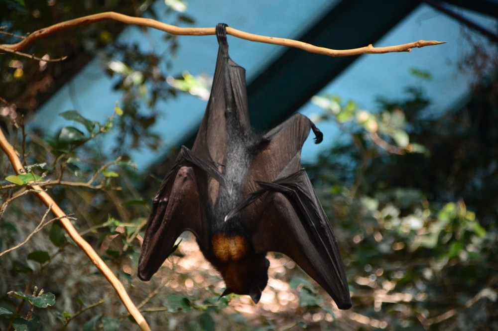 Η νυχτερίδα παραμένει η πιθανότερη πηγή μετάδοσης του κορωνοϊού