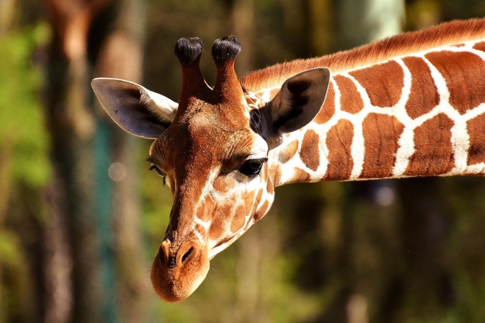 Γερμανία: Σκέψεις θανάτωσης ζώων σε ζωολογικούς κήπους
