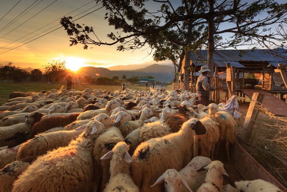 ΥΠΑΑΤ: Ανοιξαν οι αιτήσεις για νεοεισερχόμενους κτηνοτρόφους στο Μέτρο 22