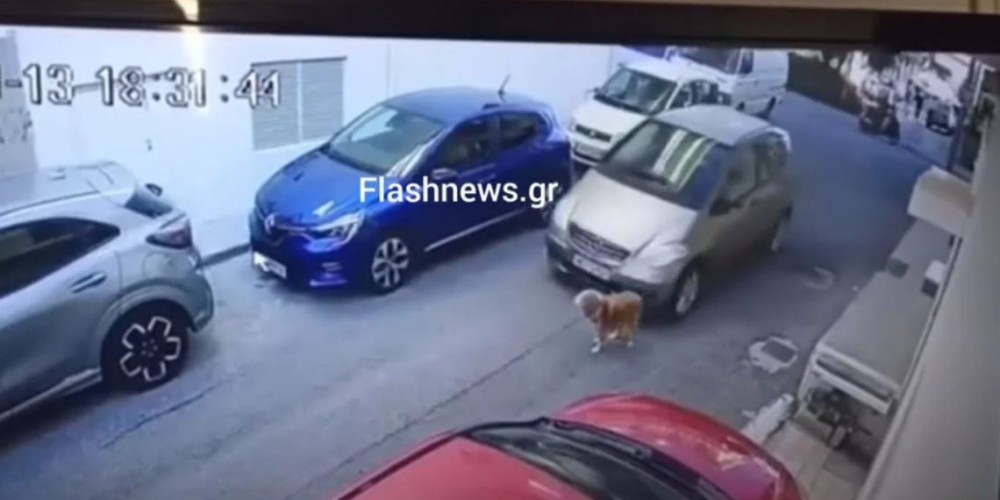 Εξοργιστικό περιστατικό στο Ηράκλειο: Οδηγός είδε τον σκύλο στον δρόμο και τον πάτησε με φόρα (ΒΙΝΤΕΟ)