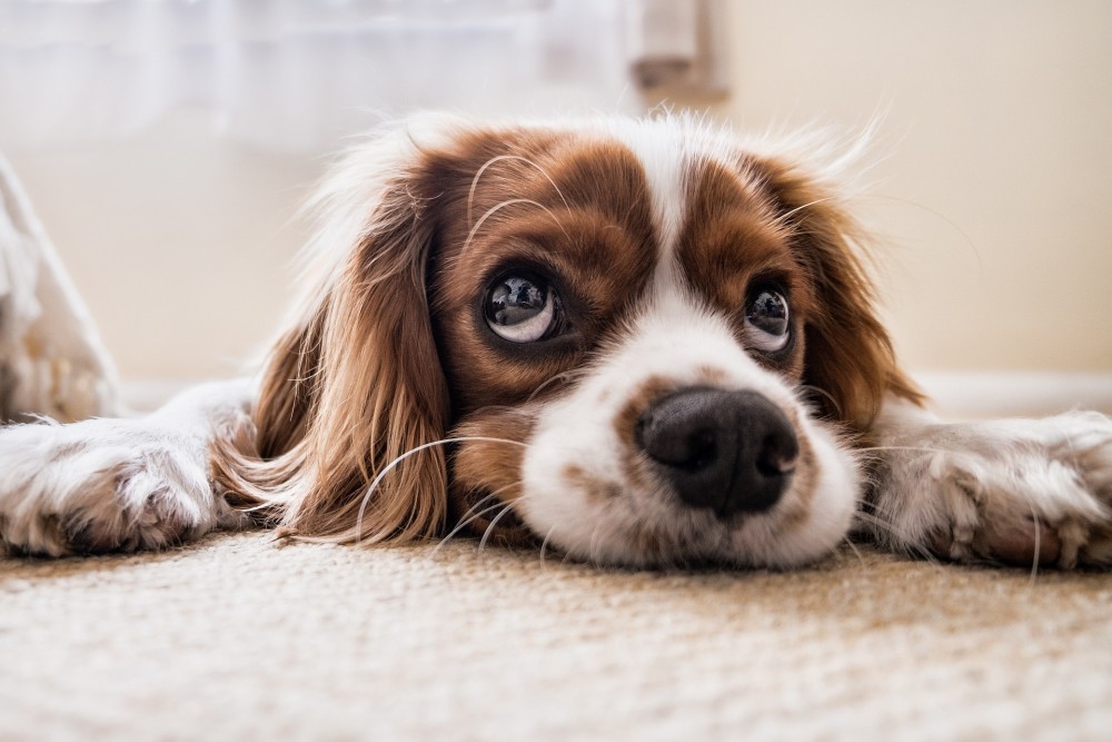 Γρίπη των σκύλων: Πόσο επικίνδυνη είναι και πόσο μπορεί να φέρει την επόμενη πανδημία