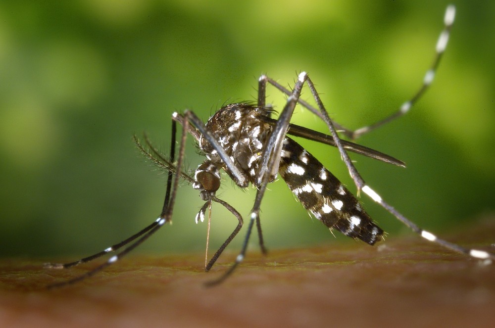 Οδηγίες του ΕΟΔΥ: προφυλαχθείτε από τα κουνούπια και τον ιό του Δυτικού Νείλου