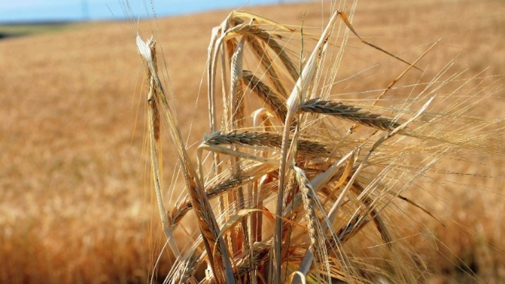 Ουκρανία: κατηγορεί τη Ρωσία για τη διακοπή της εξαγωγής των σιτηρών