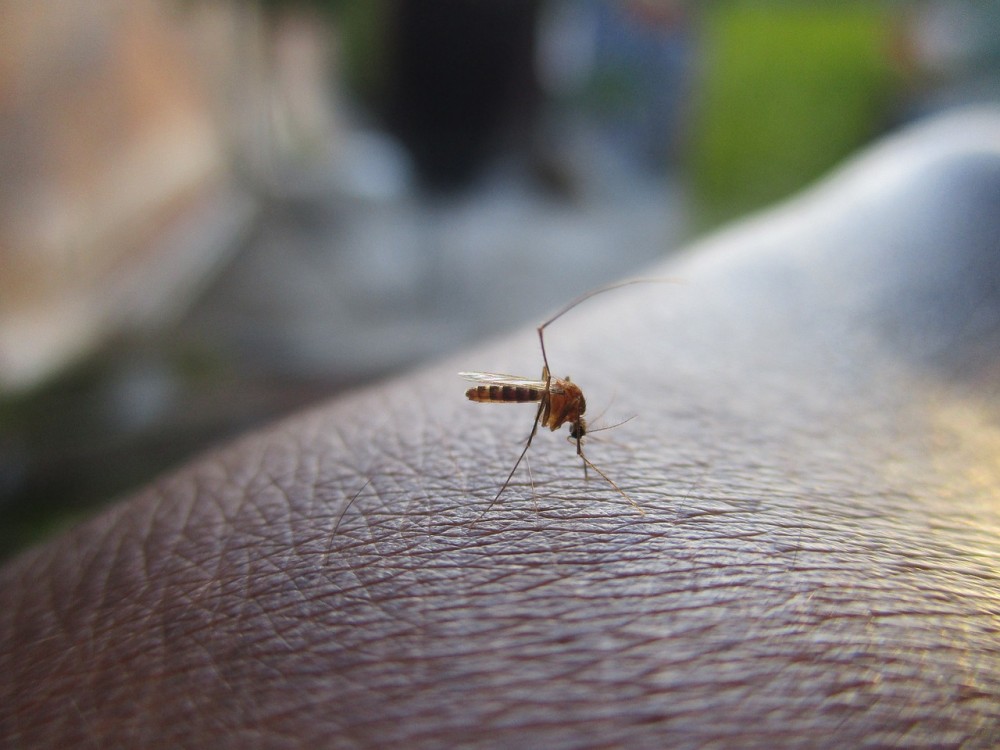 Ευρώπη: αυξάνεται ο κίνδυνος ασθενειών από τσίμπημα κουνουπιού