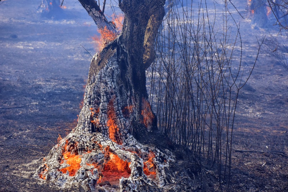 Φωτιές: 270% αύξηση των καμένων εκτάσεων