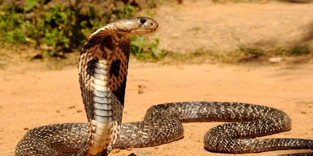 Ινδία: Κατηγορείται ότι χρησιμοποίησε δύο φίδια για να σκοτώσει τη σύζυγό του