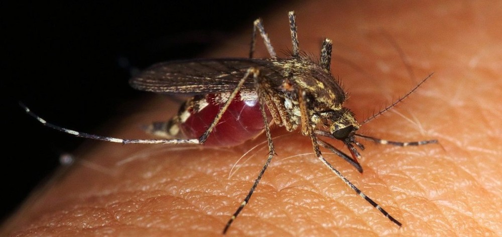 Εμβόλιο από σάλιο κουνουπιού μπορεί να βάλει φρένο στις επόμενες πανδημίες