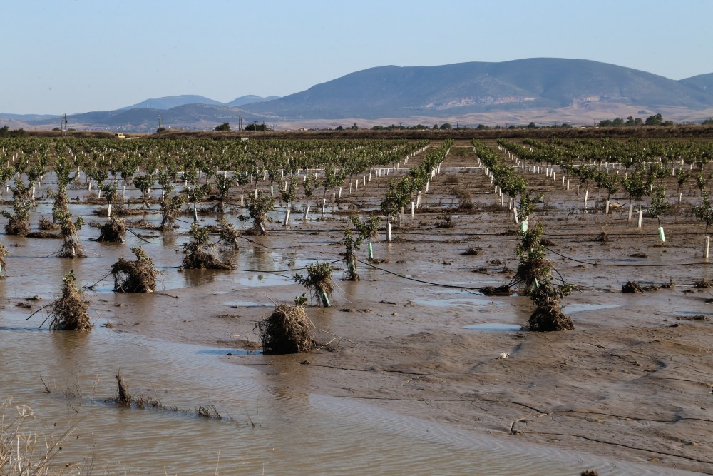 Θεσσαλία: ξεκίνησε η καταβολή αποζημιώσεων για τη φυτική παραγωγή