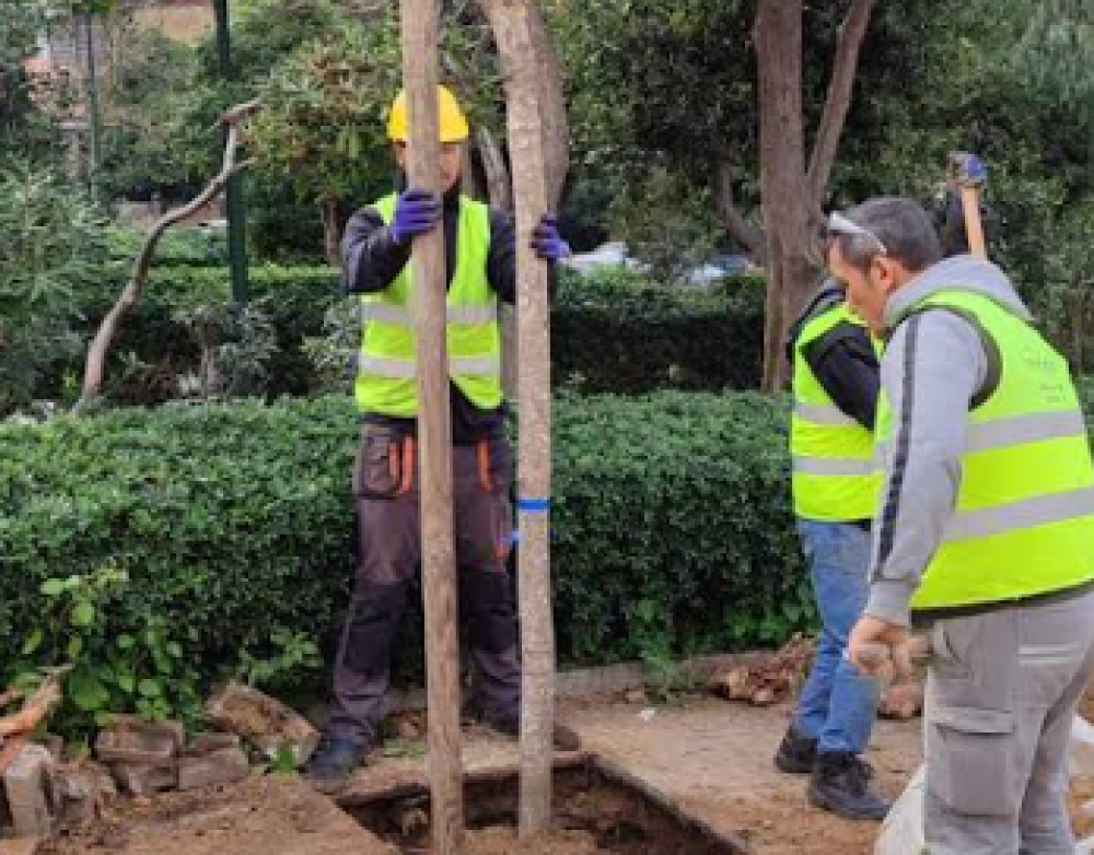 Σχεδόν τρεις χιλιάδες νέα δέντρα  φυτεύονται στην Αθήνα
