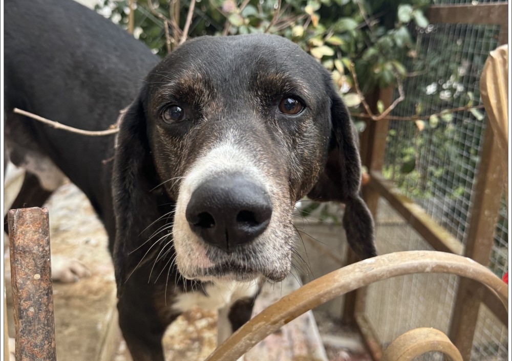 Θεσσαλονίκη: τσουχτερά πρόστιμα χιλιάδων ευρώ σε ιδιοκτήτρια με 54 σκυλιά