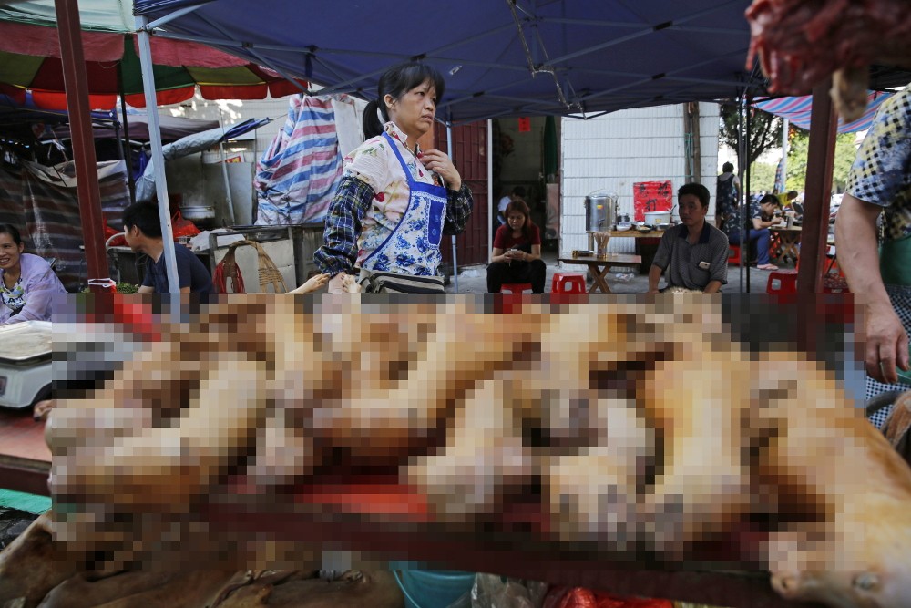 Αμετανόητοι στην Κίνα: Ανοίγει ξανά το φεστιβάλ κρέατος σκύλων στη Γιουλίν