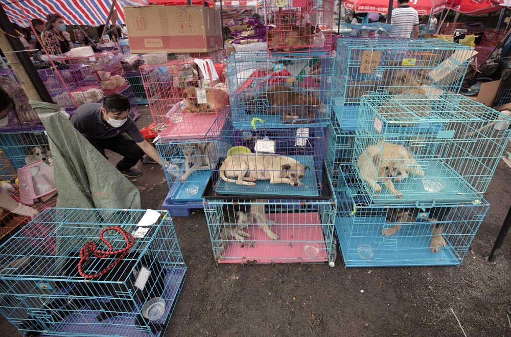 Κίνα: Ξεκίνησε το ετήσιο φεστιβάλ κατανάλωσης κρέατος σκύλου