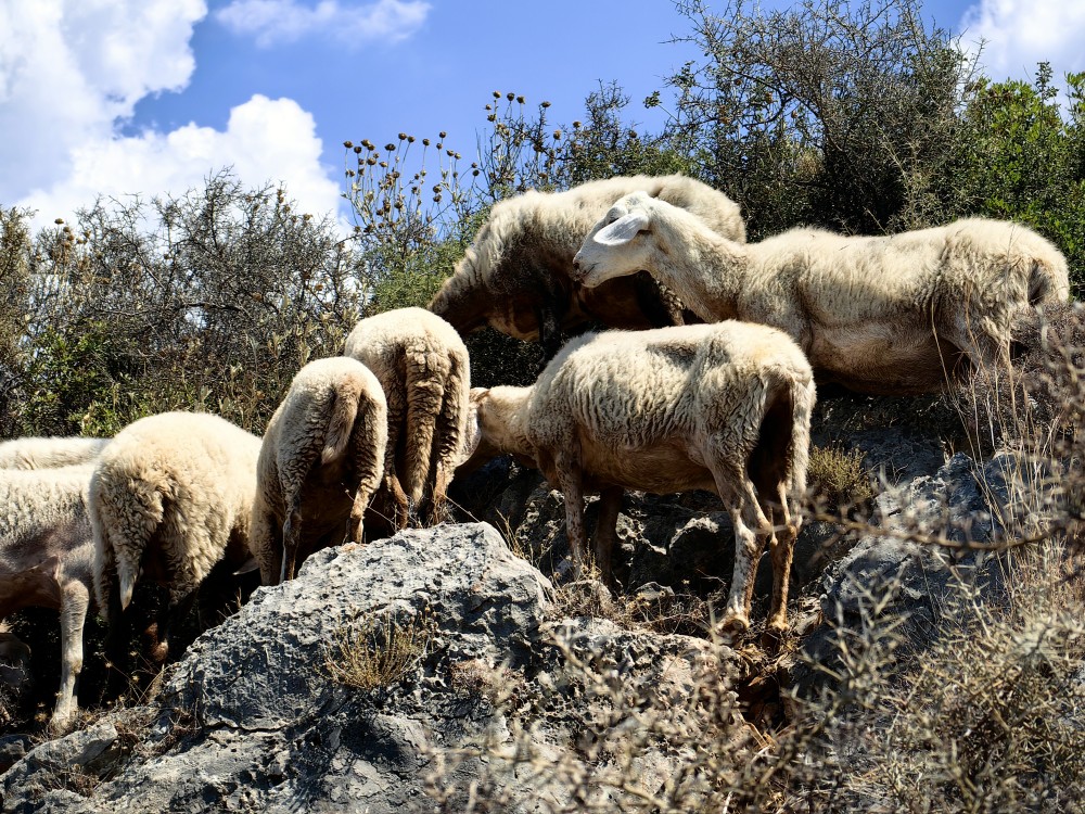 Κρούσμα πανώλης στην ορεινή Κορινθία - Άμεση αντίδραση από την Περιφέρεια Πελοποννήσου