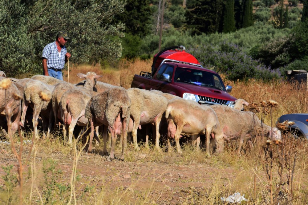 Κρούσματα πανώλης: έχουν καταγραφεί 18 σε Λάρισα και Τρίκαλα-Τσιάρας: Να κλείσει ο κύκλος μετάδοσης