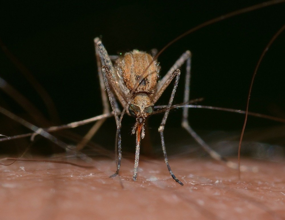 Tσίμπημα κουνουπιού: Μην ξύσεις το σημείο, ξεγέλα τον εγκέφαλο με έναν καθρέφτη