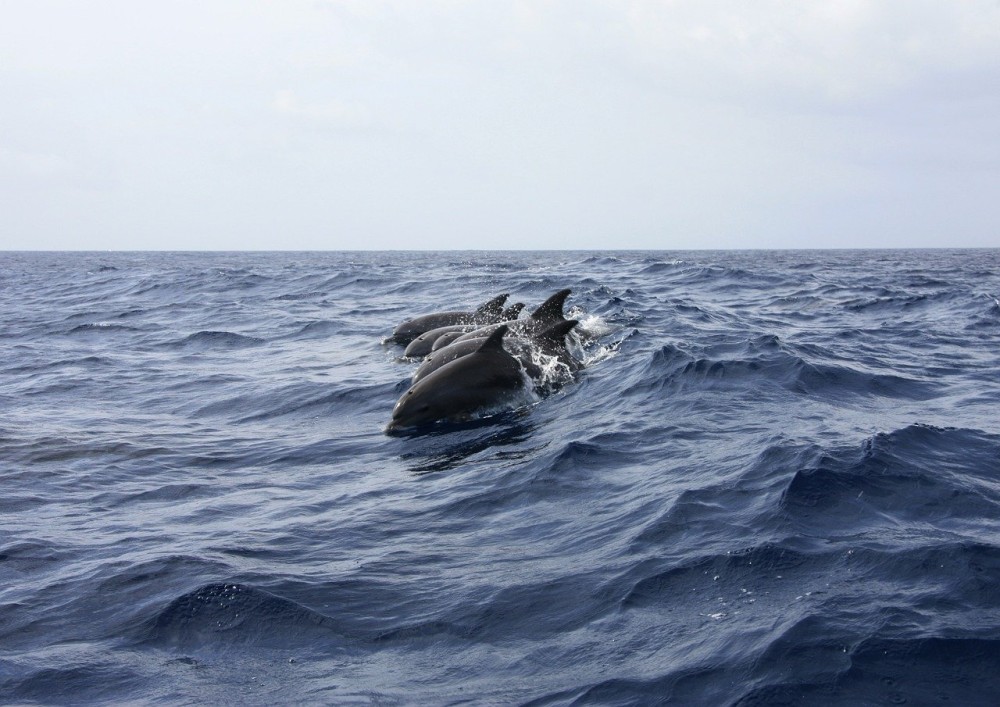 Μακροβούτια δελφινιών στο Κάβο Γκρέκο της Κύπρου (vid)