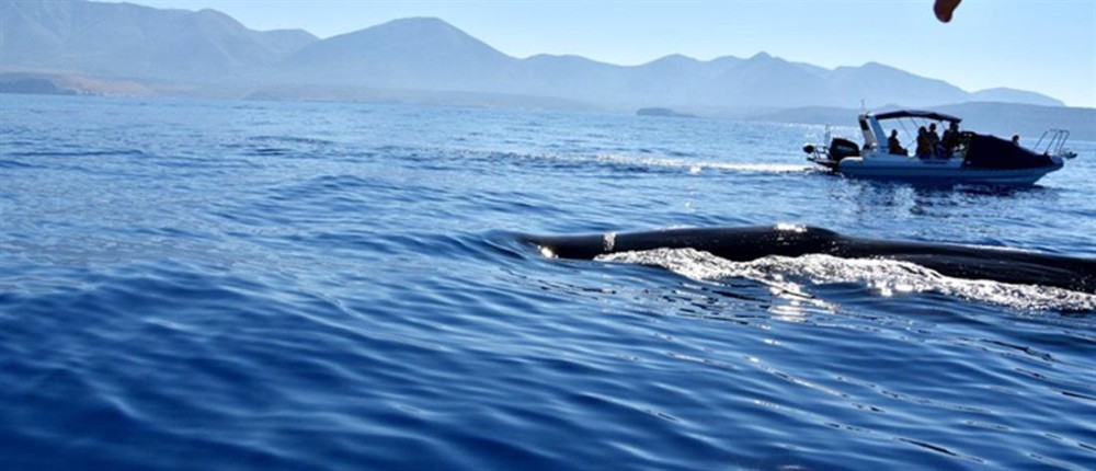 Φάλαινα φυσητήρας 20 μέτρων στη Μάνη&#33;